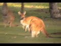 Kangaroos In Suburbia