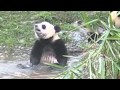 Panda taking bath