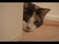 Stalking-ninja-cat-i