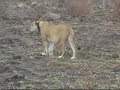 Nosero roaring