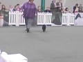 Affenpinscher