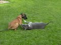Malinois Zab� und Amstaff Chefrem beim toben im Garten