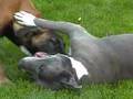Malinois Zabó und Amstaff Chefrem beim toben im Garten