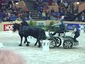 The 2012 Hengstenkeuring- this coming January 12-14th, 2012! This is THE best Friesian performance in the world! Make plans now to attend this event and see the best of the best get selected for the testing. See all your favorite approved stallions compete for the championship! Everyone from all over the world come to this show, so why not YOU? See you there! www.kfps.nl