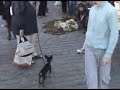 Riga.Vecriga. Small dog. Riga.Vecriga. Small dog.