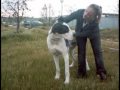 Los diez mandamientos del perro (Residencia Canina)