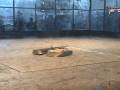 videos de DBM vs. Bit-O-Sweet - RG06