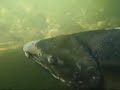 北海道森町鳥崎川 サケの遡上