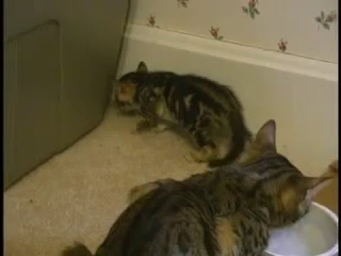 Bengal kittens