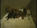 Bengal kittens