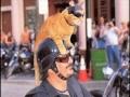 Animais