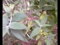 Green Anole