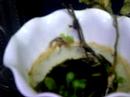 mosquito larva in office