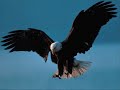 Die Amigos-Wie ein Adler im Wind Die Amigos-Wie ein Adler im Wind