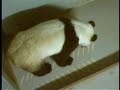 Lun Lun\