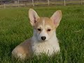 Ten of my Favorite Puppies :)