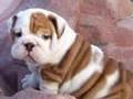 Ten of my Favorite Puppies :)