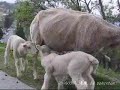 sheep