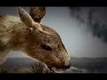 Last Hope - Suicidal Animals (adagio) Last Hope - Suicidal Animals (adagio)