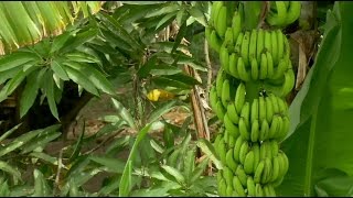 The end of bananas as we know them?