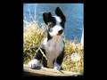 Border Collie video