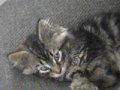 A Montage with Music of Our Kitty Skippy - Part 1 A Montage with Music of Our Kitty Skippy - Part 1