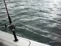 dad swearing when realing in tuna