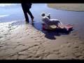 Surfing dawg