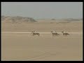 سباقات السرعة في نجران عام 1428 للخيول الانجليزيه