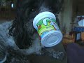 Dog + Yogurt = FUNNY