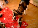 Malamute puppies