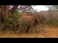 elephant-calf-coordination-and-discipline.html