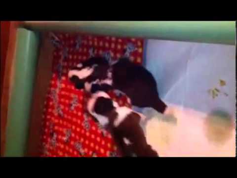 11 Saint Bernard Puppies FOR SALE 220lbs FATHER