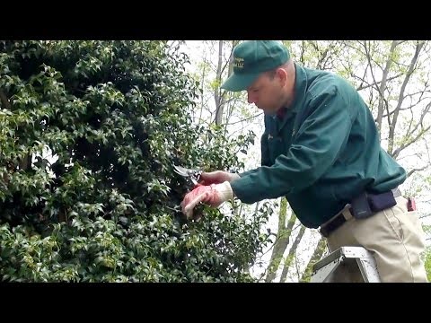 how to transplant american holly