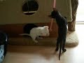 Cornish Rex Kitten 7 weeks old
