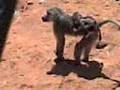 Singe