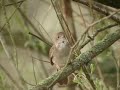 Nachtegaal (Rufous Nightingale)