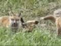 cute little foxes
