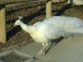 Weißer Pfau / White peacock