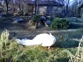 Weißer Pfau / White peacock Weißer Pfau / White peacock