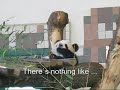 Panda Baby Fu Long the Cute Thumb-Sucker Panda Baby Fu Long the Cute Thumb-Sucker