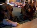 Snoopy and Pepe, My two dachshunds.