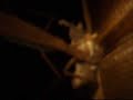 Chinese Mantid eats a Mouse Chinese Mantid eats a Mouse