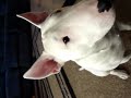 Bruno Doing Some of His Tricks! Bruno Doing Some of His Tricks!