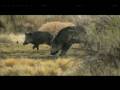 Wild Boar Head Shot