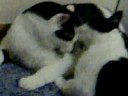 My two cats playing with radio talk in back ground.