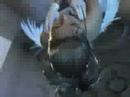 Far Away, Tidus and Yuna Ft Nickelback Far Away, Tidus and Yuna Ft Nickelback