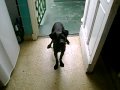 pancho.avi