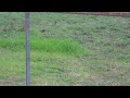 RT @cobcatnipdew: I liked a @YouTube video from @awewriter http://t.co/GPGAsIdE Robins are a sign of warmer weather to come. Some