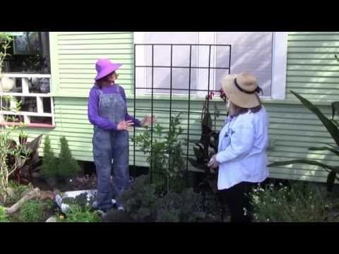 how to espalier a lemon tree
